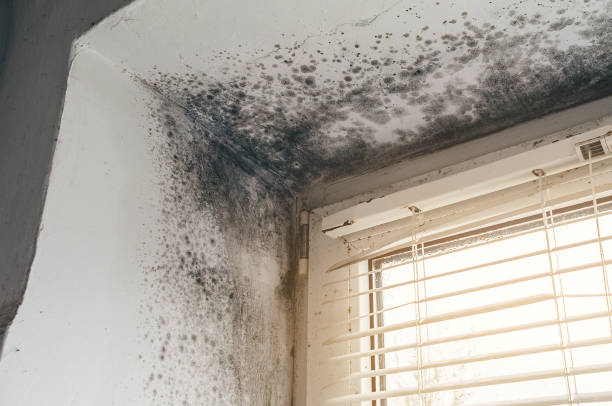 Affordable Commercial Mold Remediation solutions in Montvale, NJ